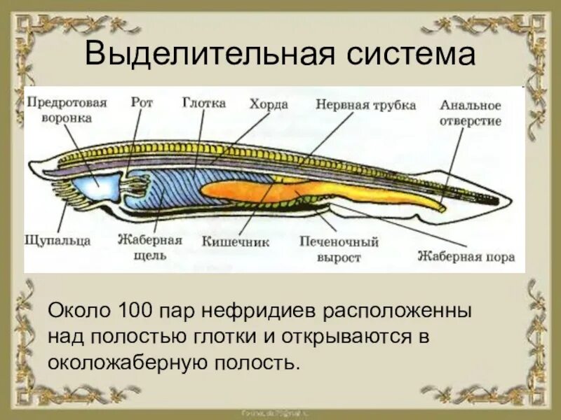 Хордовые на спинной стороне тела. Строение выделительной системы ланцетника. Строение нефридия ланцетника. Выделительная система бесчерепных. Выделительная система ланцетника 7 класс.