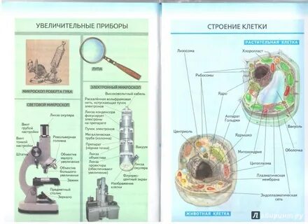 Биология пятый класс темы