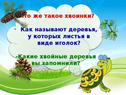 Что такое хвоинки видеоурок