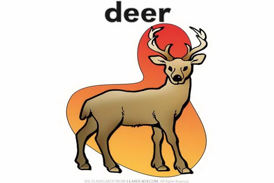 Deer перевод