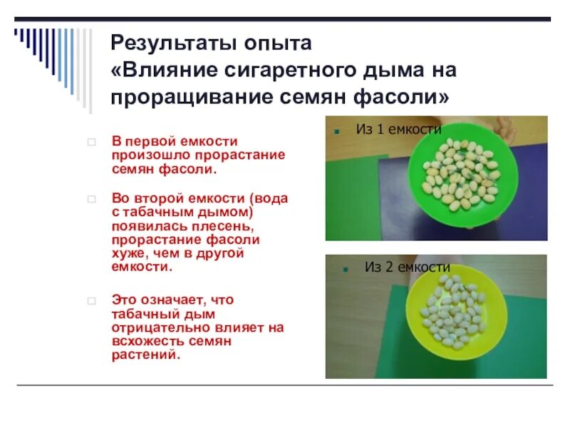 Влияет ли температура на прорастание семян гороха. Влияние температуры на прорастание семян. Влияние света на прорастание семян фасоли. Скорость прорастания семян. Как температура влияет на прорастание семян.