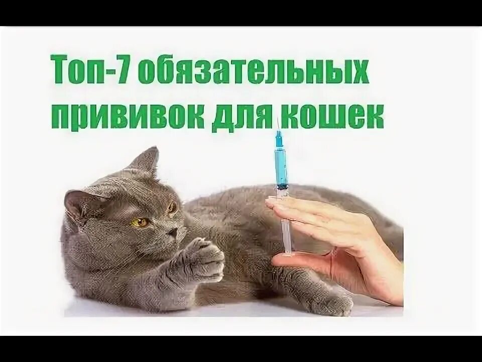 Прививки для кошек. Прививки для кошек какие. Обязательные прививки для кошек. График вакцинации кошек. Сколько стоят прививки для кошек