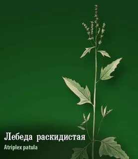 Значение слова раскидистый