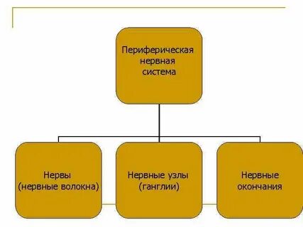 Гигиена нервной