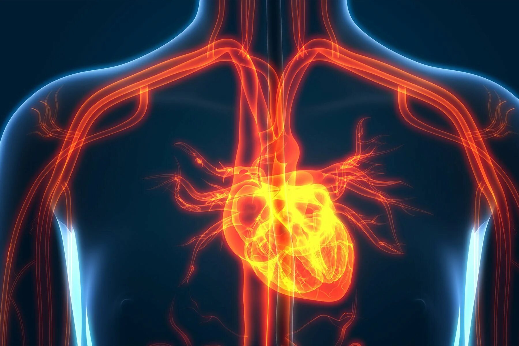 Заболевания сердечной системы. Сердечно-сосудистая система человека. Воспаление сердечной мышцы. Ишемическая болезнь сердца.