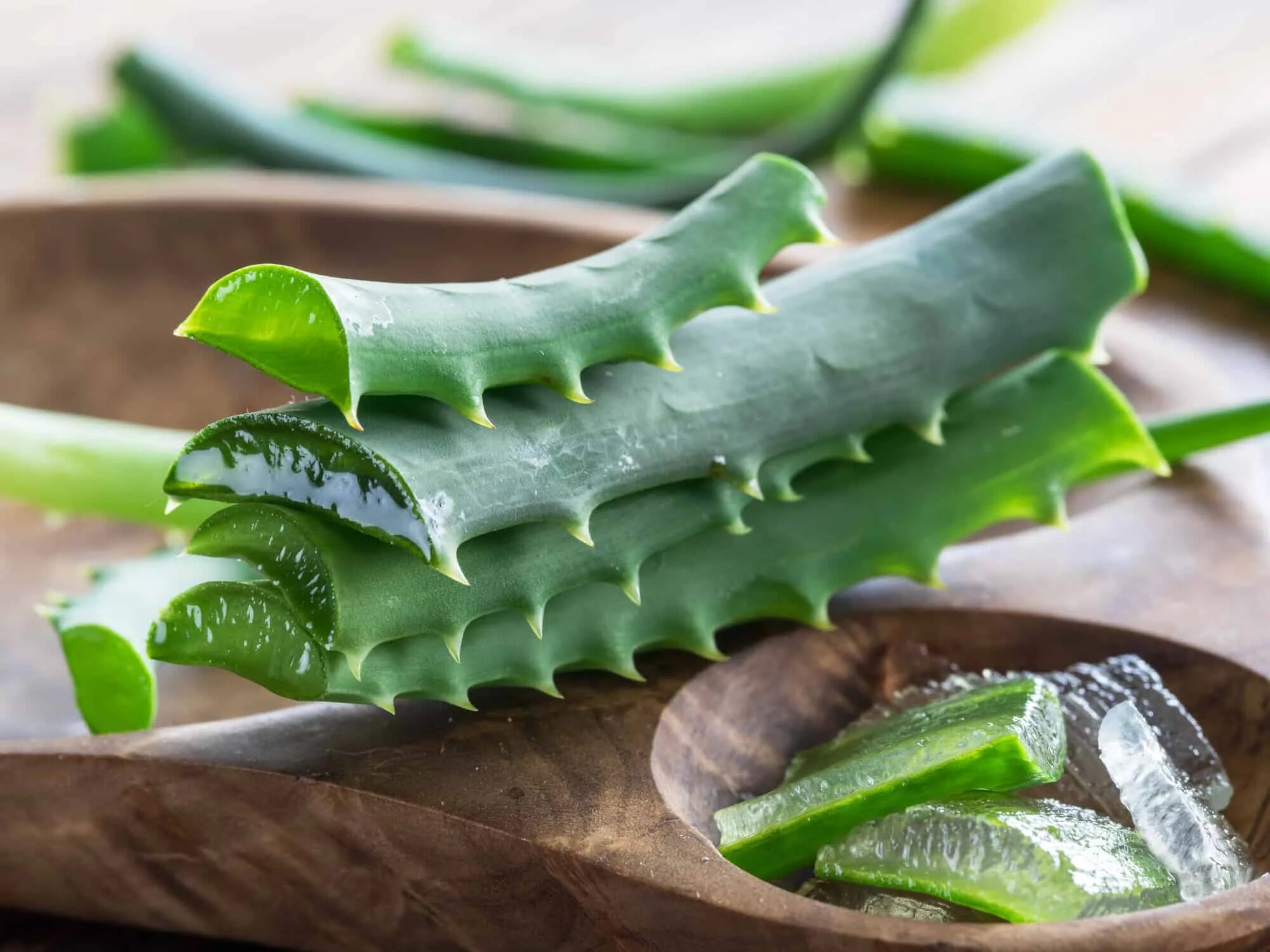 Fresh aloe vera. Aloe sladeniana. Лист алоэ. Алоэ в разрезе.