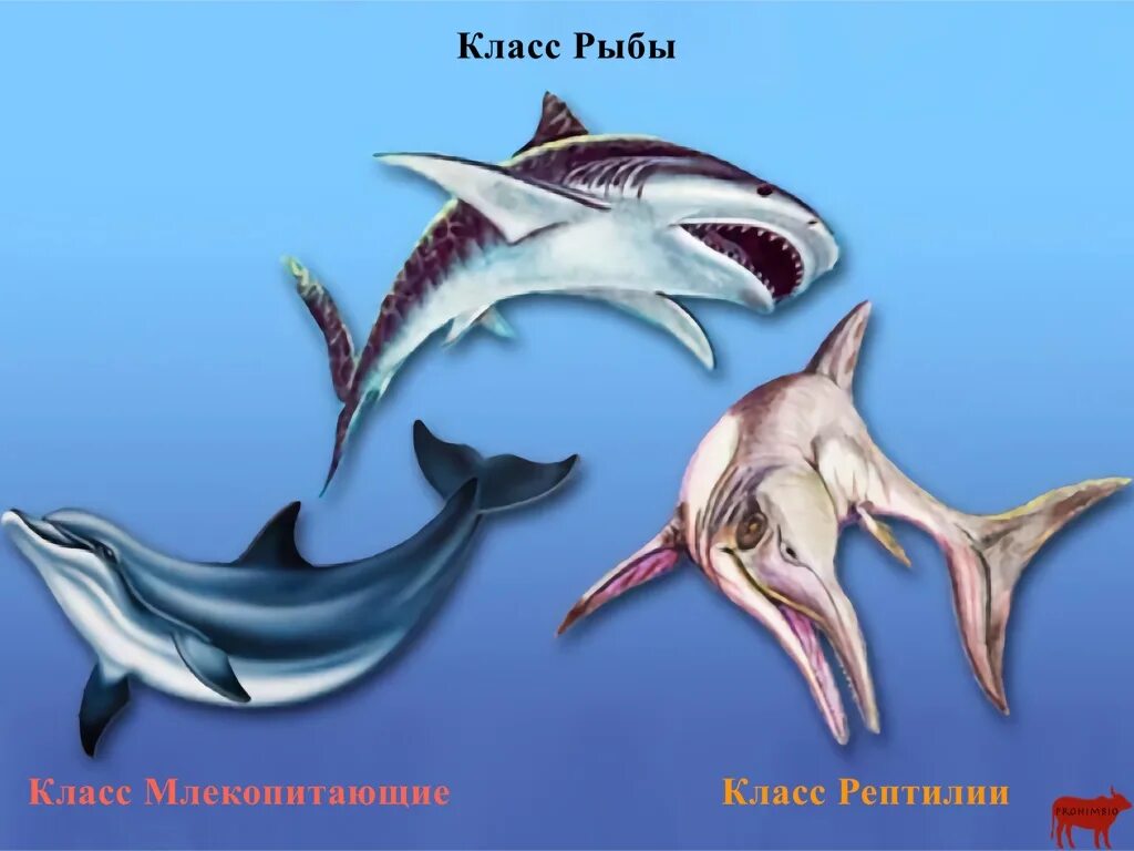 Акула ихтиозавр. Акула Ихтиозавр Дельфин. Конвергенция акула Ихтиозавр Дельфин. Конвергенция ихтиозавра и дельфина. Эволюция ихтиозавров.