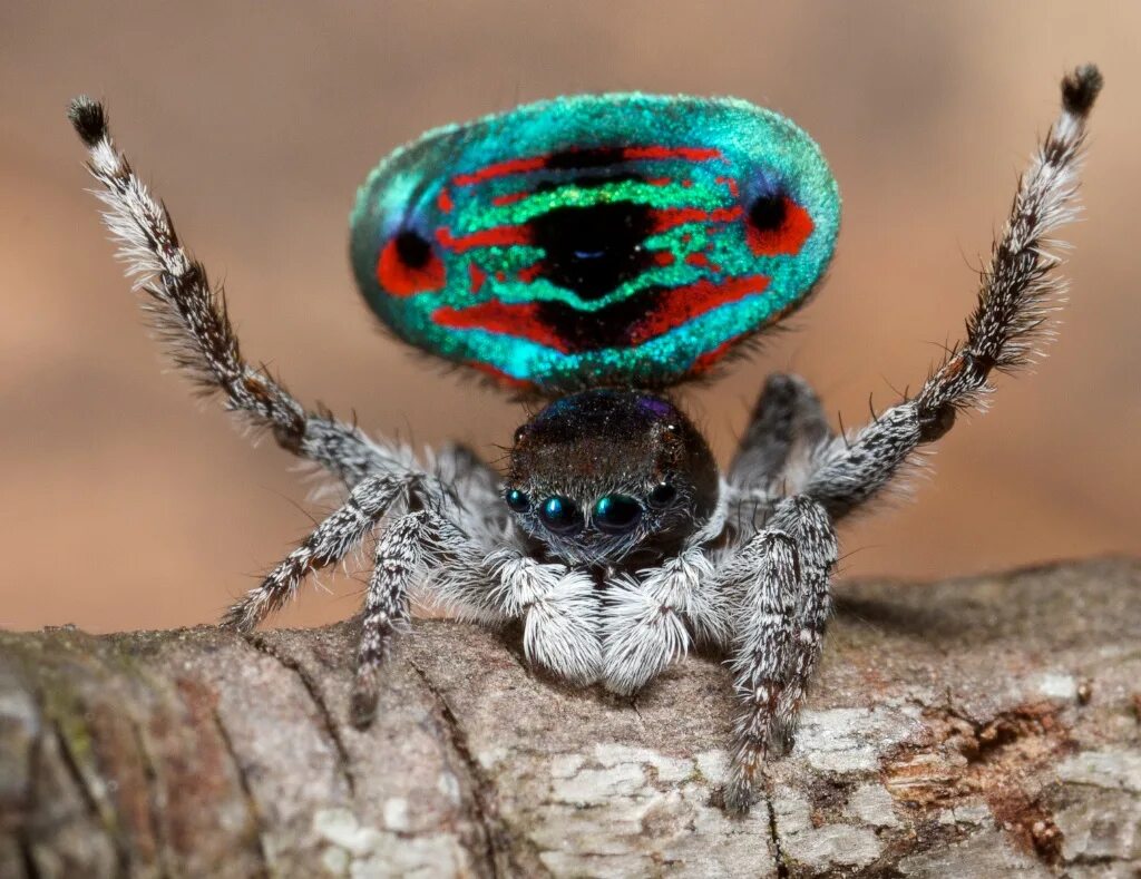паук maratus speciosus. паук-павлин (maratus volans). танцующий паучок. паук скакунчик павлин. паук maratus bubo.