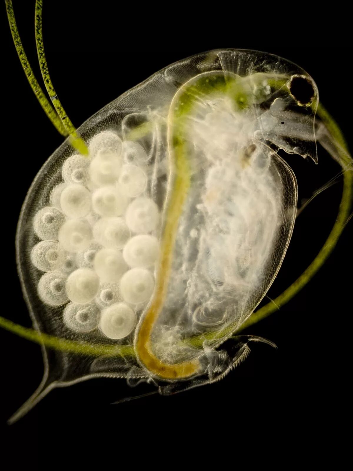 Дафния кожно мускульный мешок. Дафния лонгиспина. Дафния Живая. Daphnia pulex. Дафния планктон.