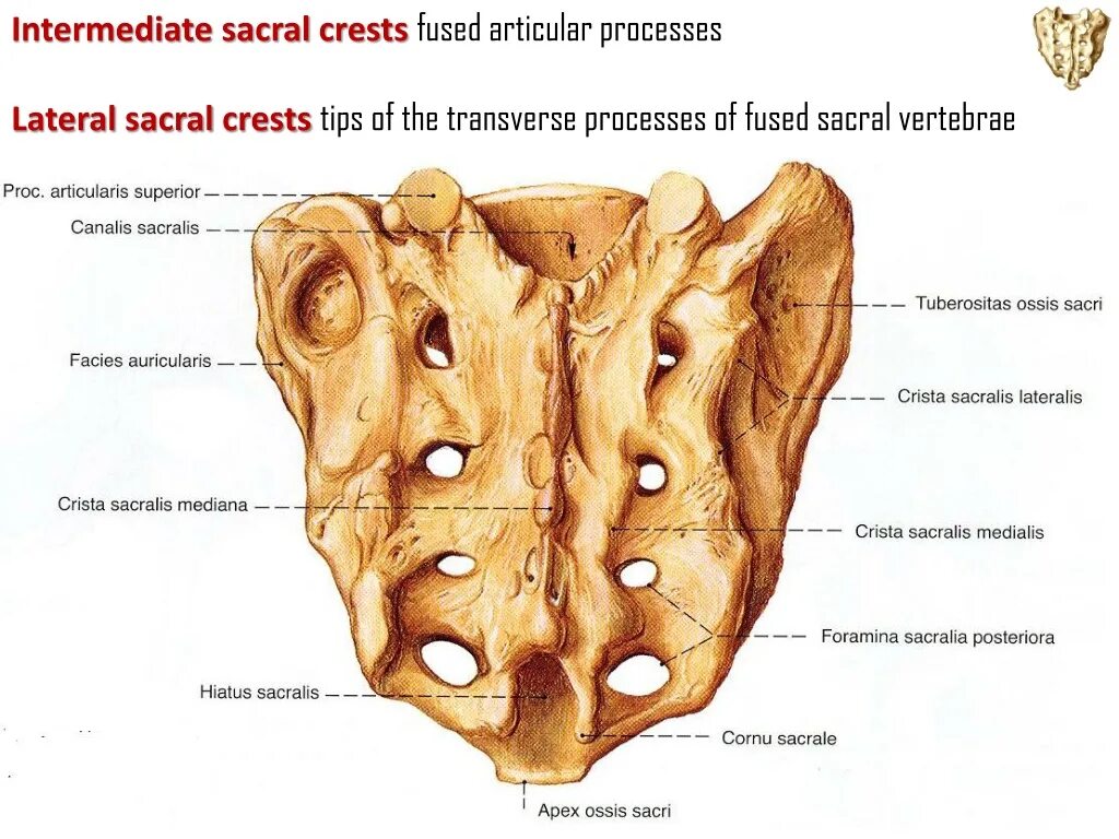 Атрофия латынь. Cornu sacrale крестец. Facies auricularis крестца. Crista sacralis medialis. Foramina sacralia.