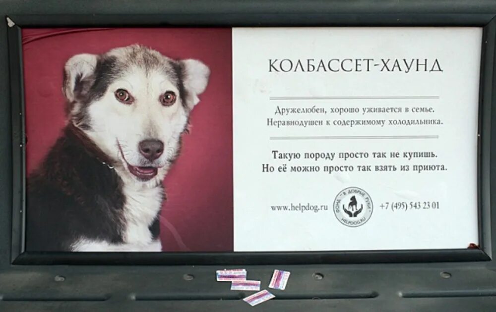 Объявления о животных. Социальная реклама про собак. социальная реклама приюта для животных. реклама приюта для собак. реклама бездомных животных.