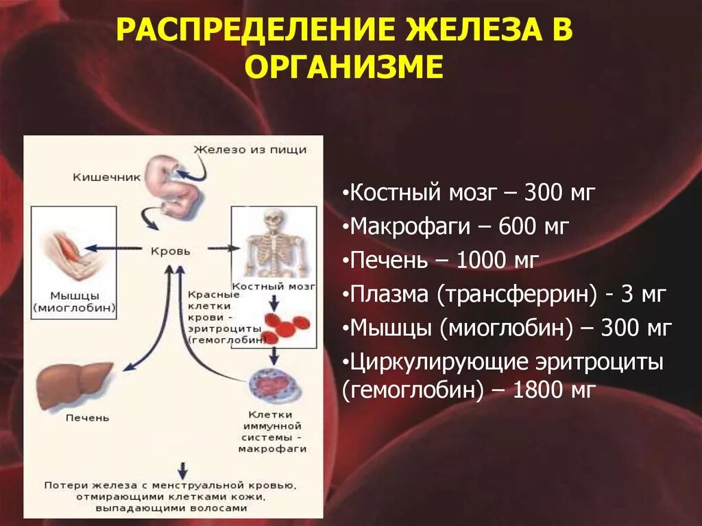 Роль элемента железа в организме. Распределение железа в организме. Арго железо. Роль железа в организме человека. Введение железа в организме.