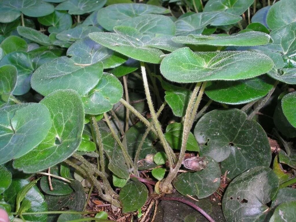 Asarum europaeum l. Копытень европейский цветет. Копытень обыкновенный. Копытень растение. Копытень растет.