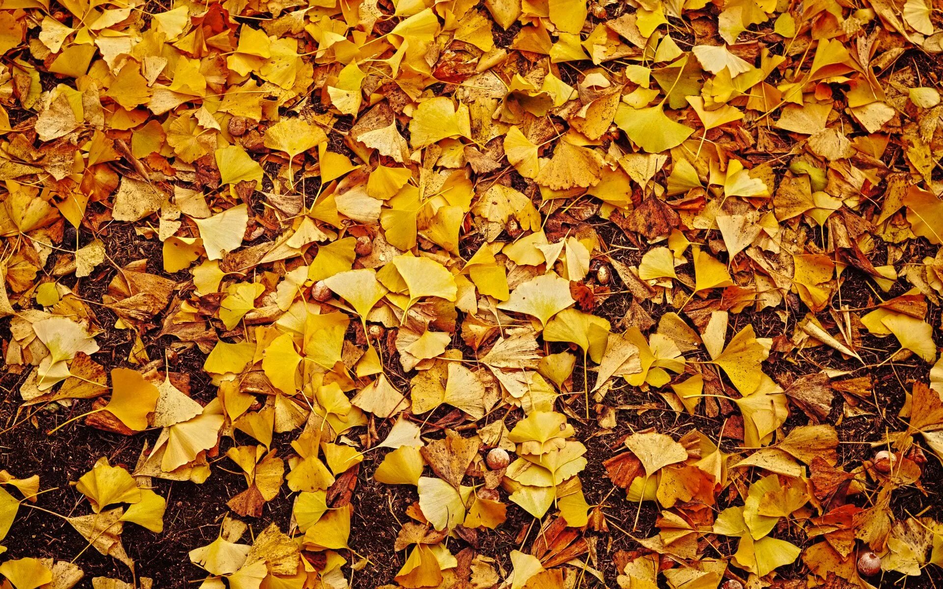 Запах листьев осенью. Листва на земле. Куча листьев. Куча осенних листьев. Желтый лист.