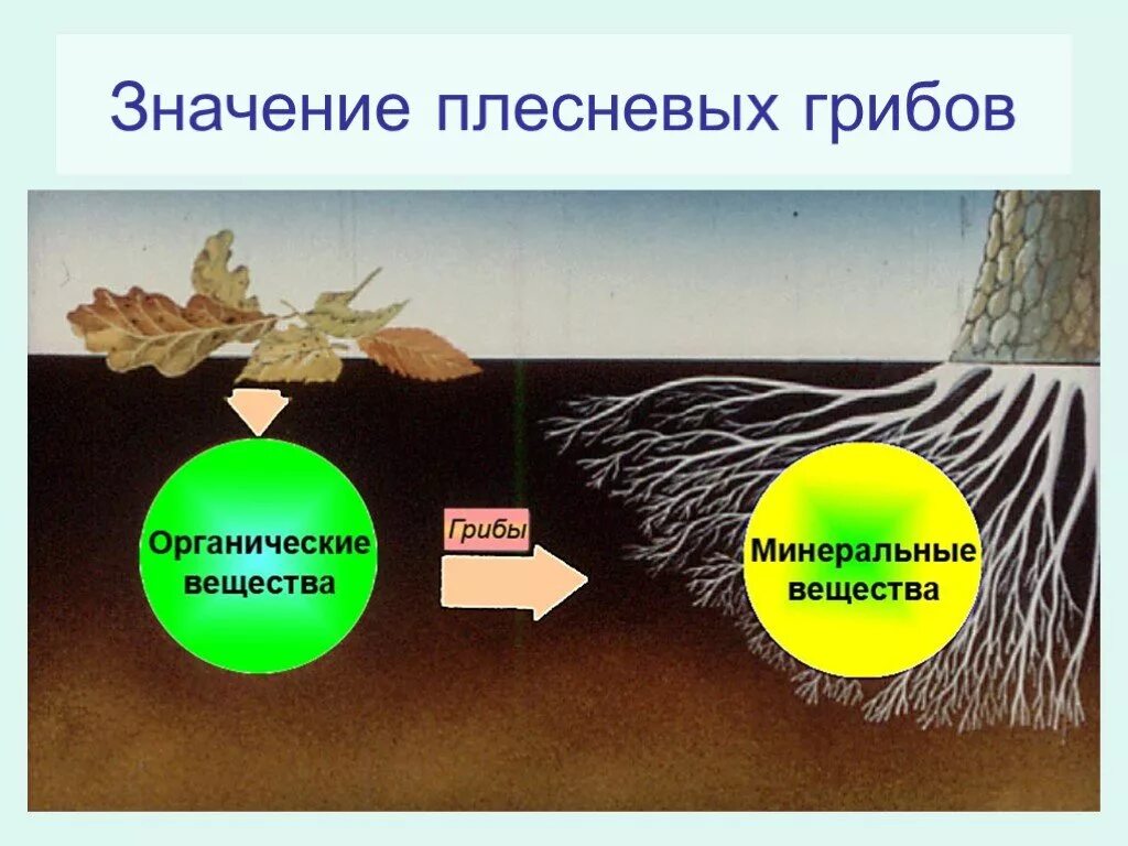 В круговороте веществ грибы играют роль