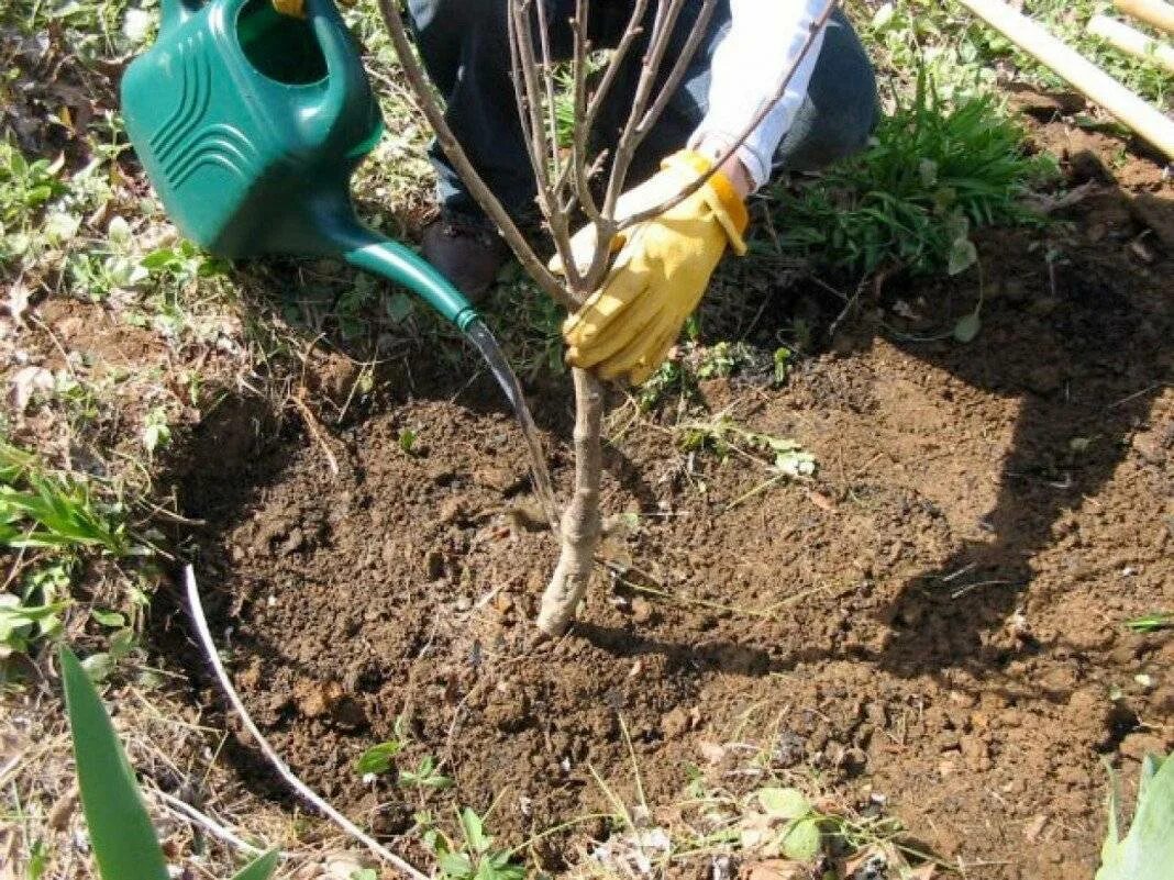 Посадка персика весной саженцами в открытый грунт. Весенняя посадка саженцев плодовых деревьев. Посадка саженцев плодовых деревьев весной. Полив саженца. Посадка саженца.