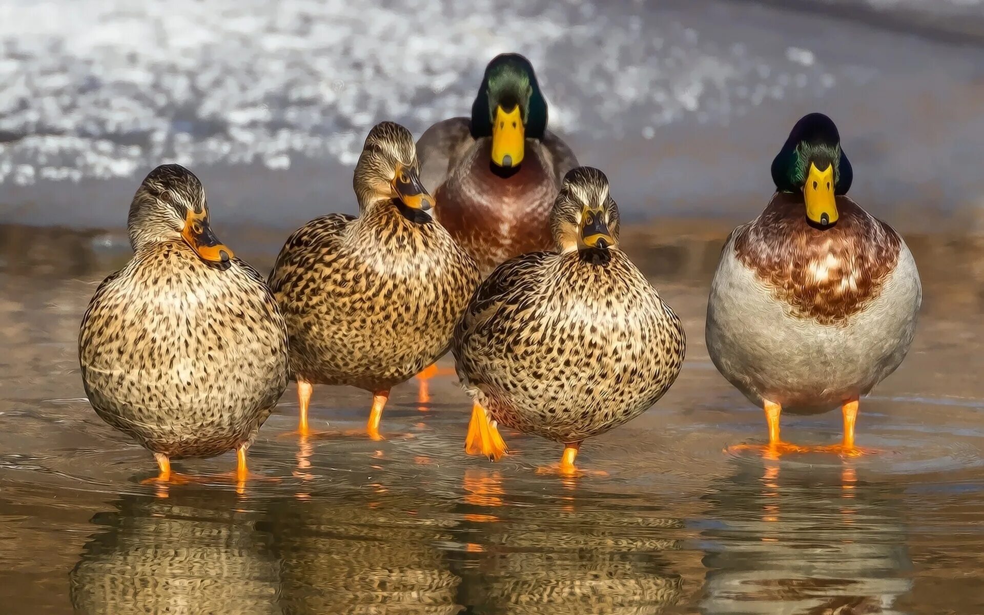 5 ducks. Дикая утка кряква. Утята кряквы. Кряква селезень. Утка селезень утята.