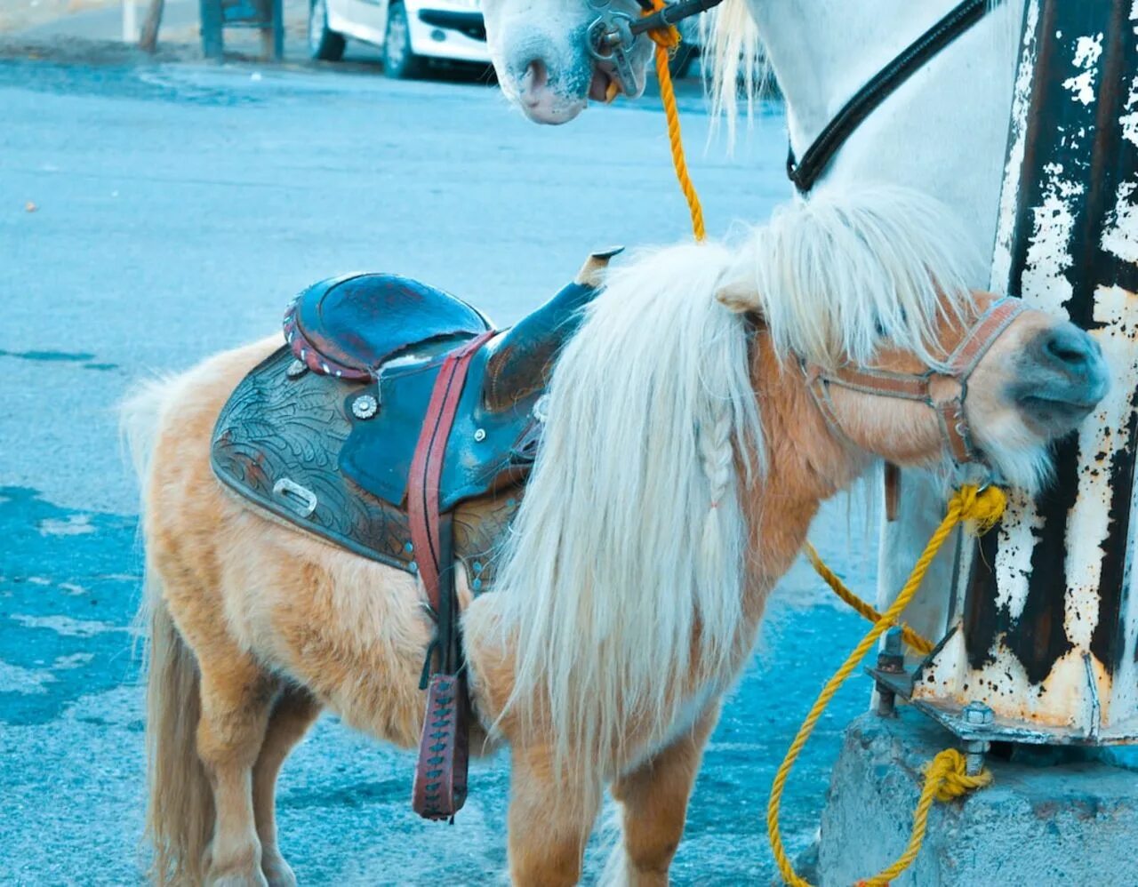 Пони напал на человека. Пони нападают на Крысалис. Сла 1987 Москва пони. Pony москва