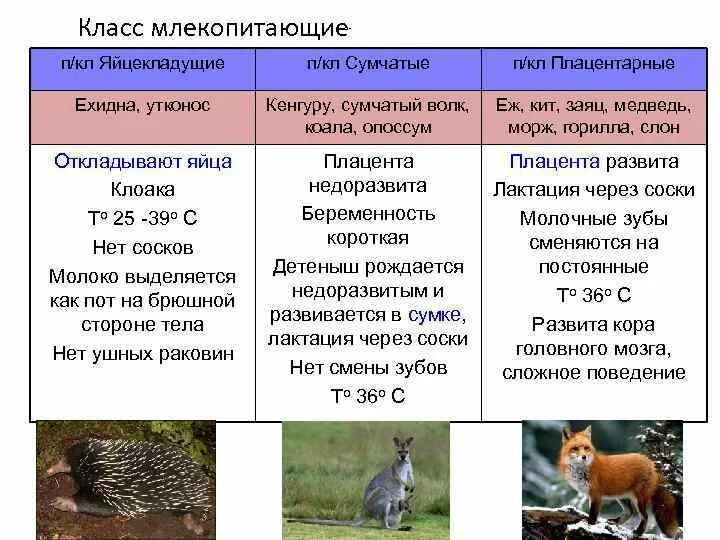 Какой тип развития характерен для коалы. Основные отряды плацентарных млекопитающих таблица. Отряд млекопитающих таблица общая характеристика. Отряды млекопитающих таблица 7 класс биология. Класс млекопитающие таблица 7 класс биология.