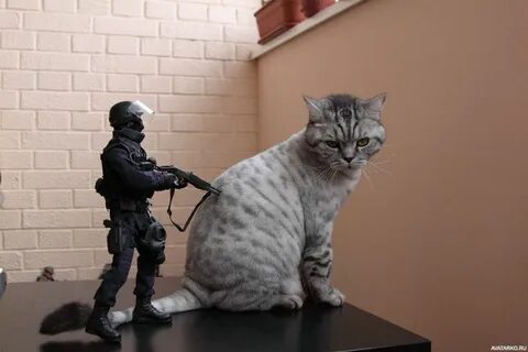 Котом дремотом