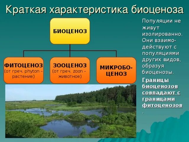Популяция биоценоз экосистема. Фитоценоз примеры. Экосистема слайд. Экосистема растительных сообществ.