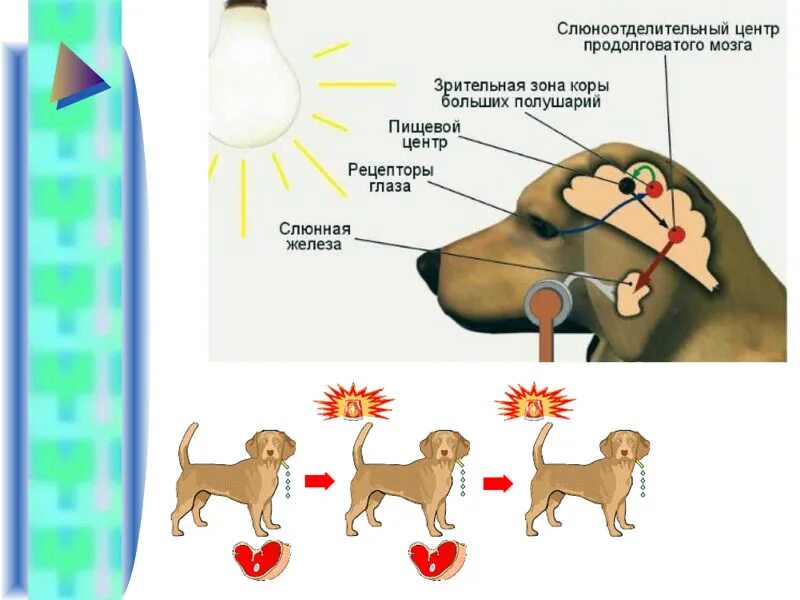 Перечисли условные рефлексы. Собака Павлова условный рефлекс. Условные и безусловные рефлексы собака Павлова. Собака Павлова безусловный рефлекс. Опыт Павлова условный рефлекс.