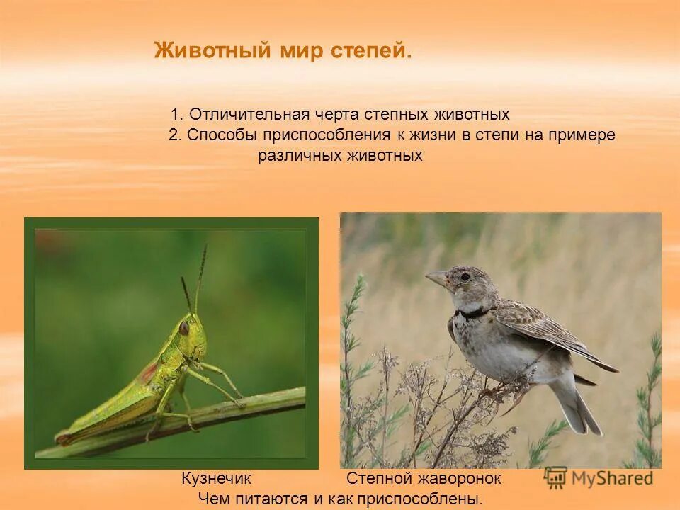 Обитатели крымской степи. Адаптации растений в степи. Астрагал пестрый. Степи условия приспособления. Какое приспособление в степи.