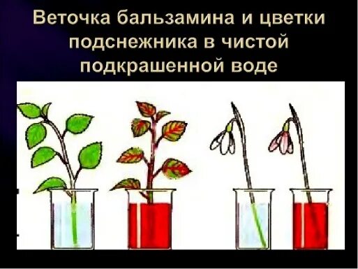 Передвижение веществ по стеблю 6 класс. Транспорт воды по стеблю. Опыт движение воды в растениях. Движение воды и Минеральных веществ по растению. Схема транспорта веществ в срезанных цветах.