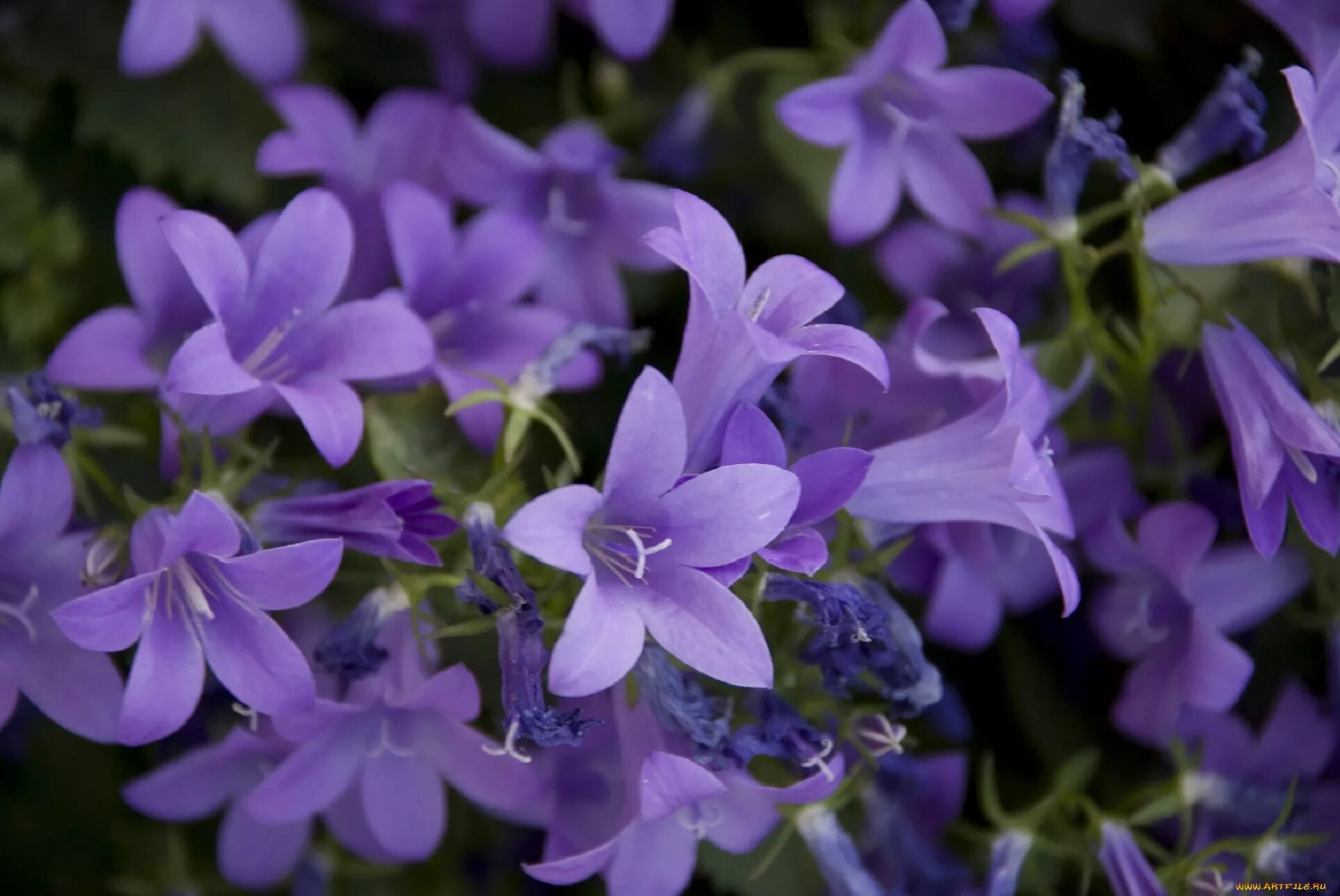 Колокольчик мелкий. Колокольчик Кампанула Lilac. Кампанула колокольчик сиреневый. Campanula isophylla. Campanula minsteriana.