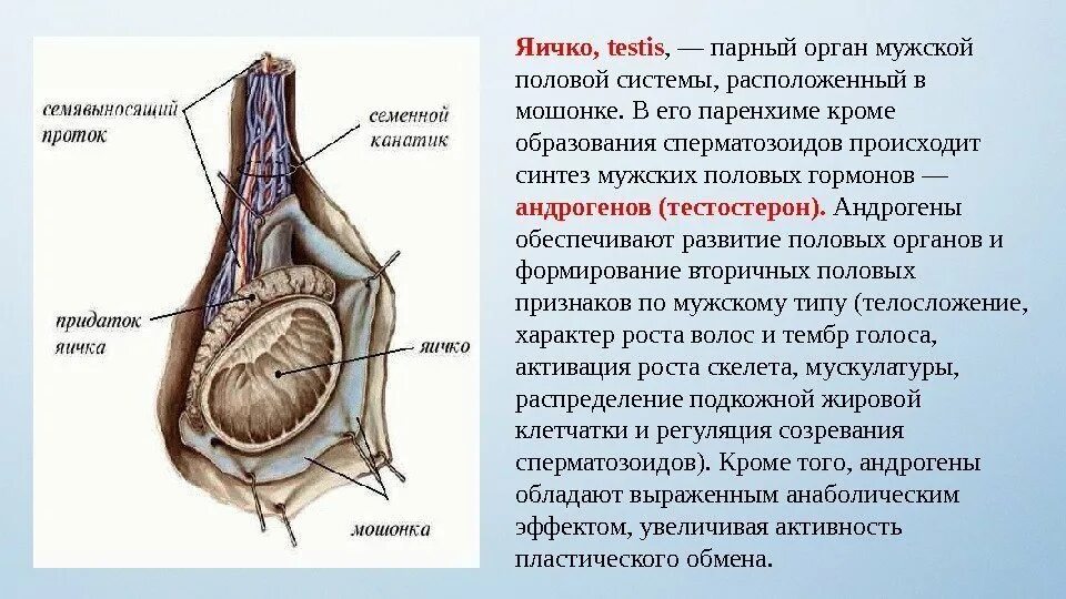 Семявыносящие протоки латынь