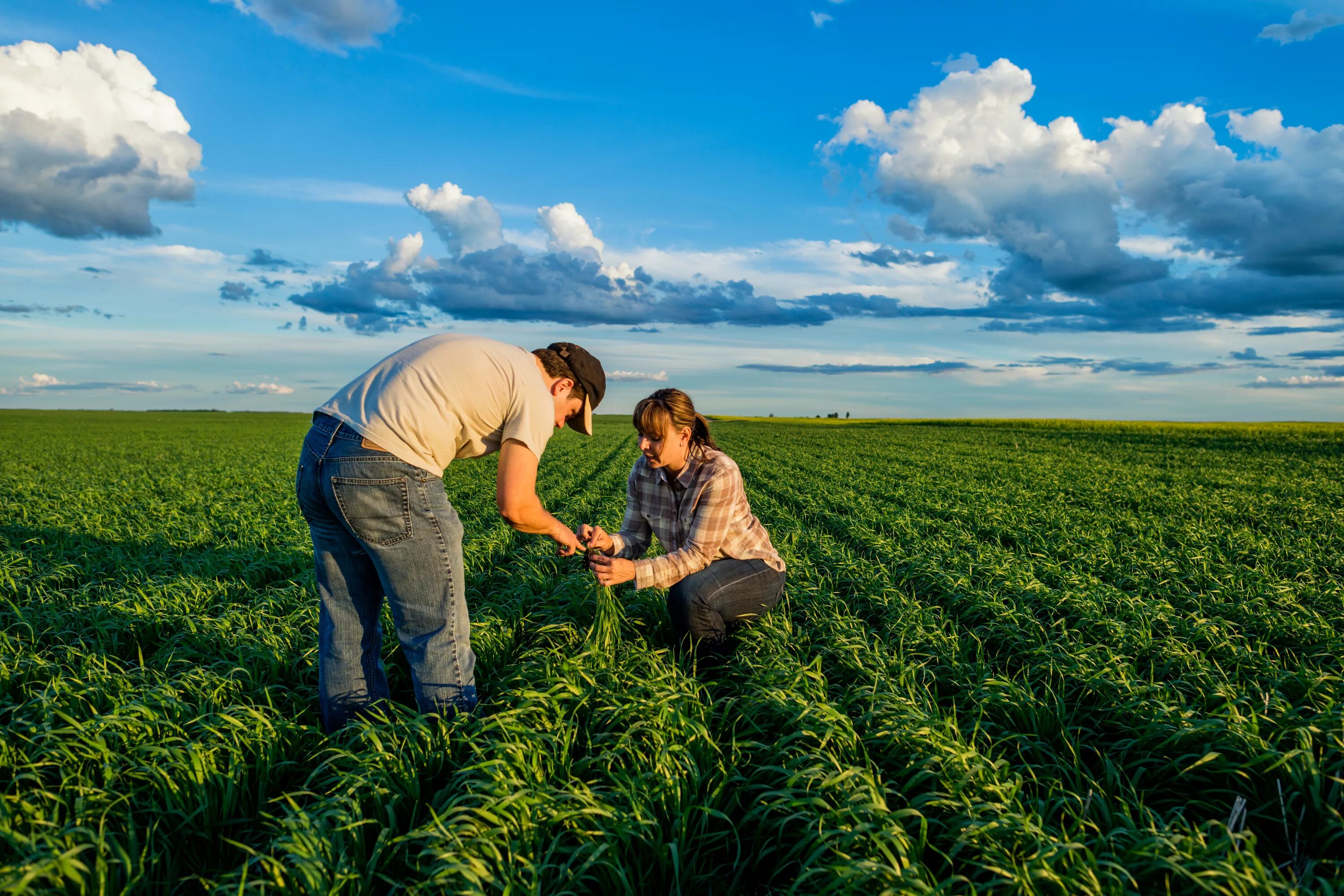 Агрокультура. Поля агрокультура. Агротехника. Agri селсхохозайств.