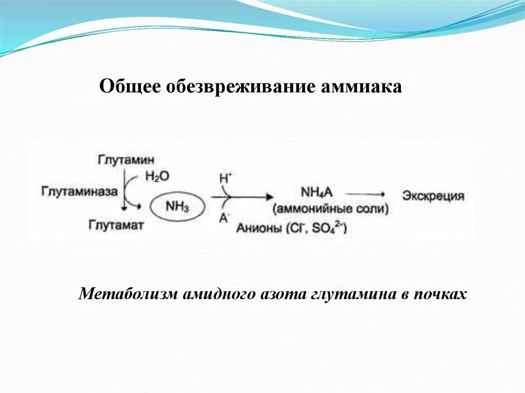 Химизм обезвреживания аммиака. Реакция обезвреживания аммиака в печени. Пути обезвреживания аммиака образование амидов. Основной процесс обезвреживания аммиака в печени. В печени обезвреживаются вещества