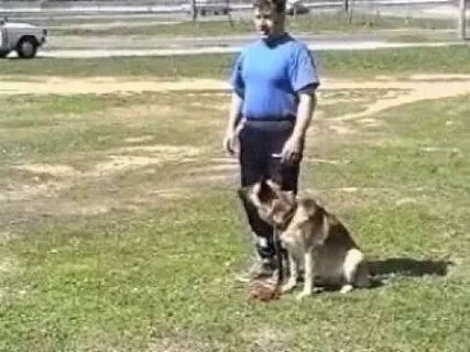 Уроки собака видео