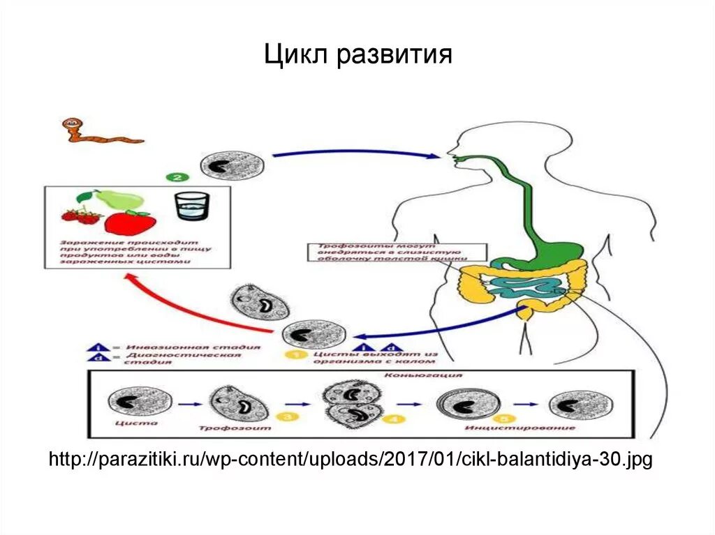 Кишечный цикл. Кишечная палочка жизненный цикл. жизненный цикл балантидия схема. цикл развития балантидия. кишечная палочка цикл развития.