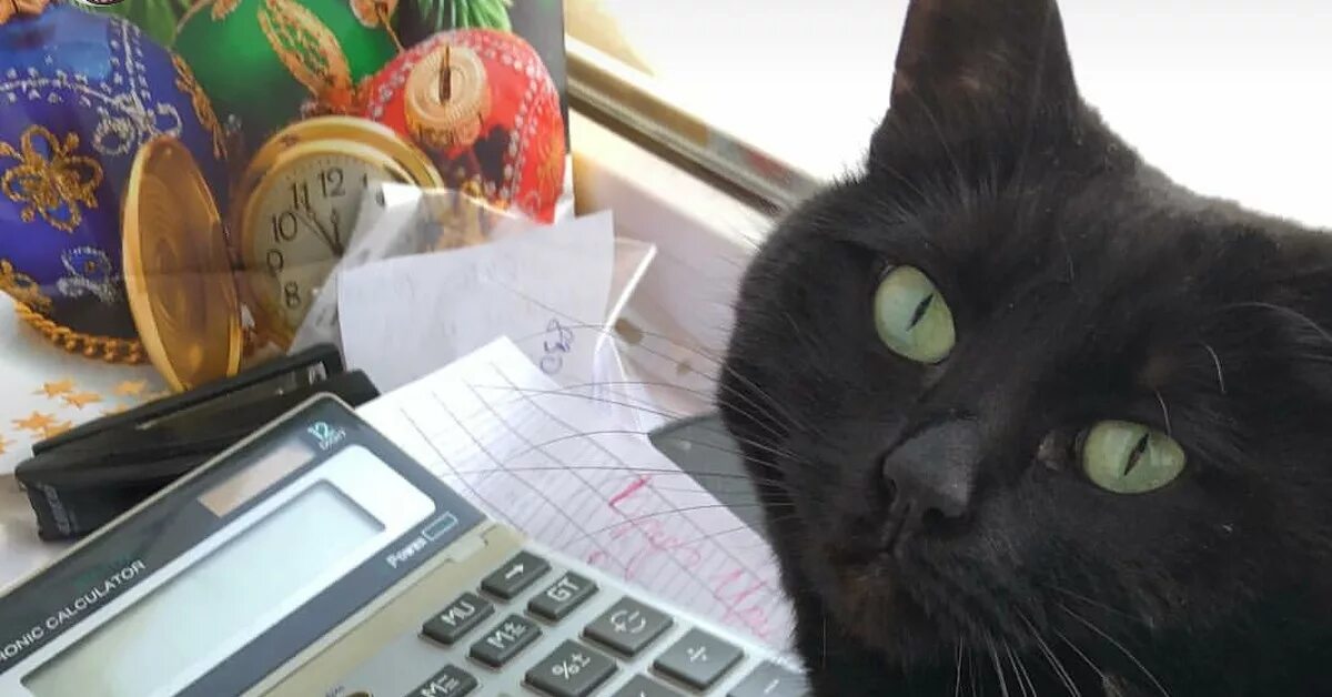 Кот бухгалтер. Бухучет кот. Кот с калькулятором. Кошка счетовод.