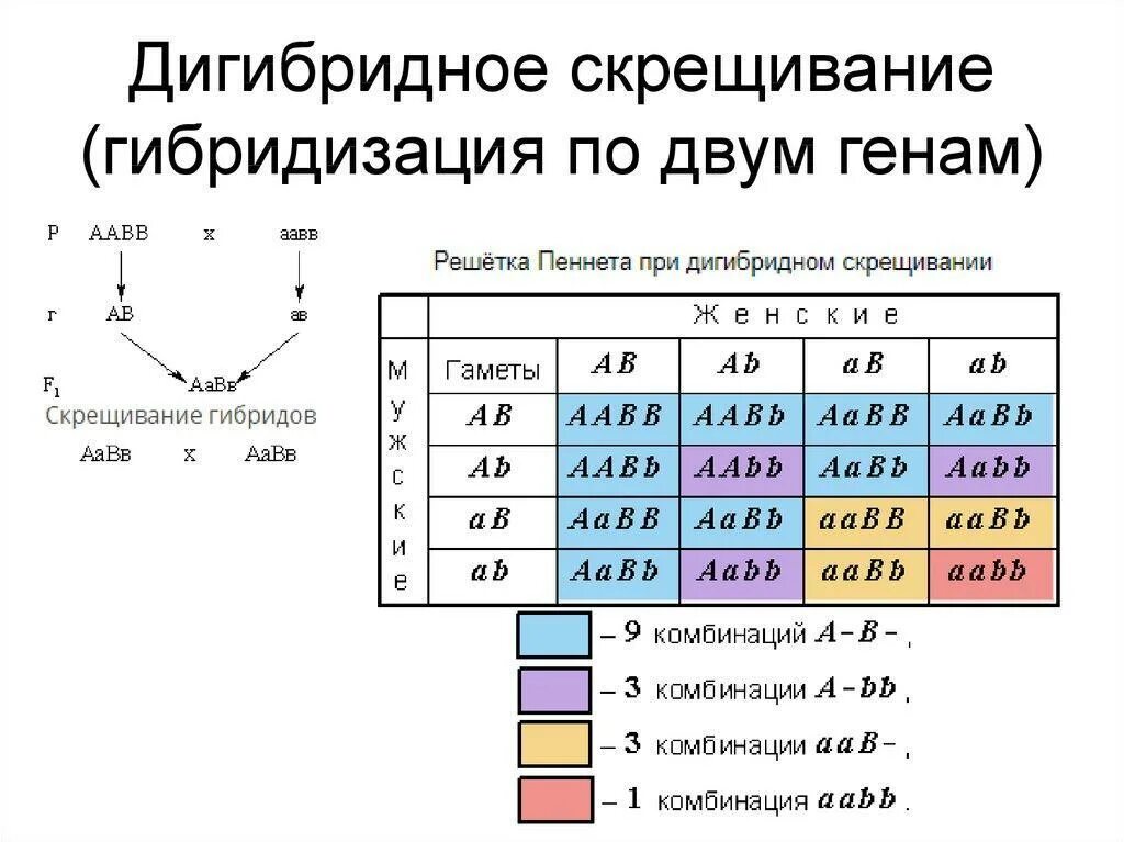 Определите соотношение фенотипов в потомстве от скрещивания