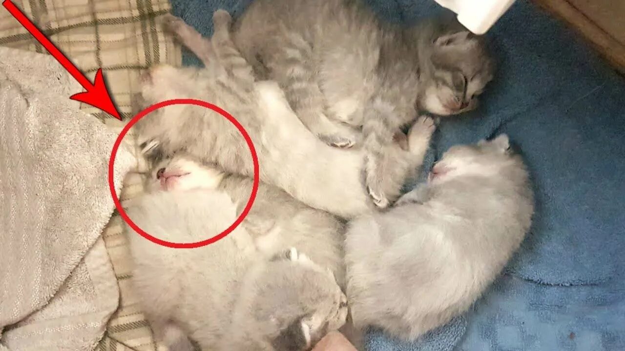 Как реанимировать котенка. Кошка с котятами. недельные котята. фото пятимесячного котенка. кошка икает.