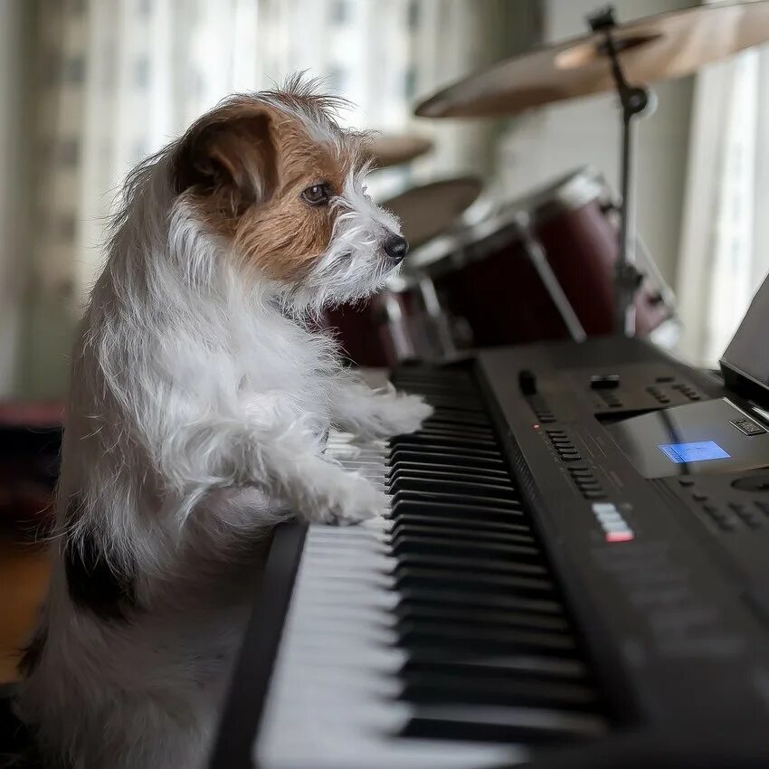 Собака поет. Собака на рояле. Сиба ину фиаско. Собачий вальс и собаки. Собачий вальс.