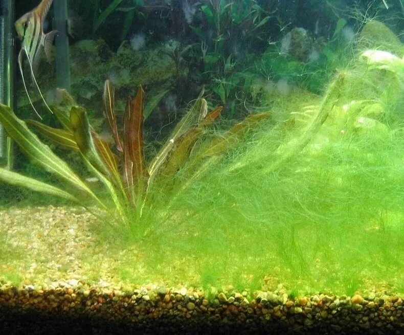 Водоросли на стекле аквариума. Аквариум водоросли нитчатка. Кладофора нитчатая. Нитчатка спирогира. Кладофора нитчатая водоросль.