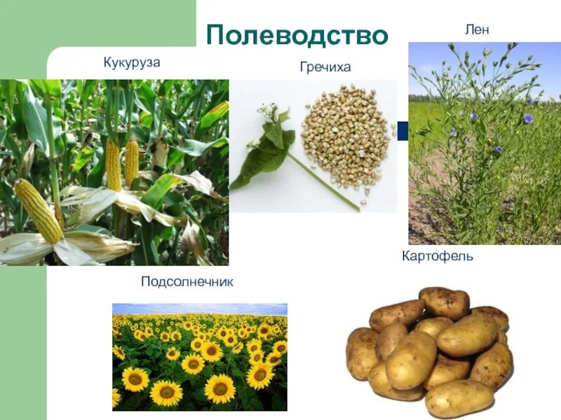 Северный кавказ специализируется на выращивании. Лен техническая культура. Подсолнечник техническая культура. Технические культуры растений. Технические культурные растения.