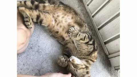 Включи беременную кошку