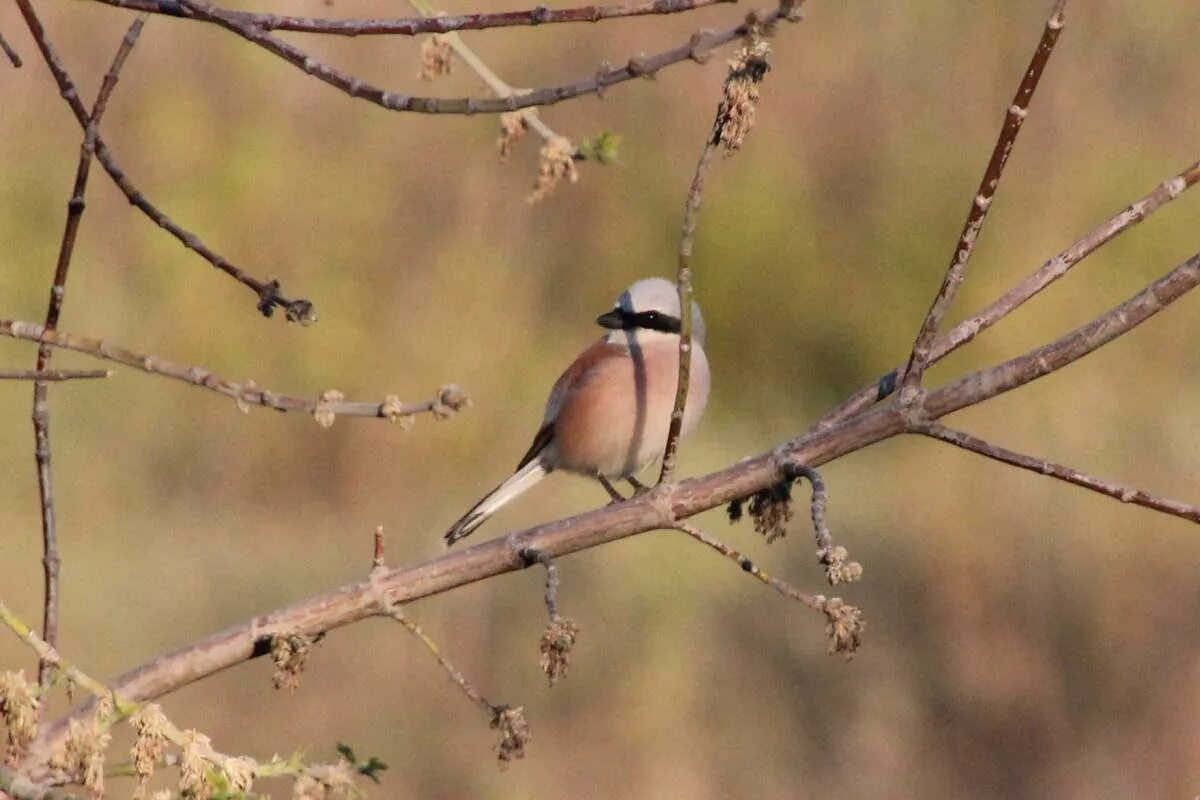 Птицы алтайского края названия. Зимующие птицы алтайского края. Птицы алтайского края. Свиристель ареал. Дикие птицы алтайского края.