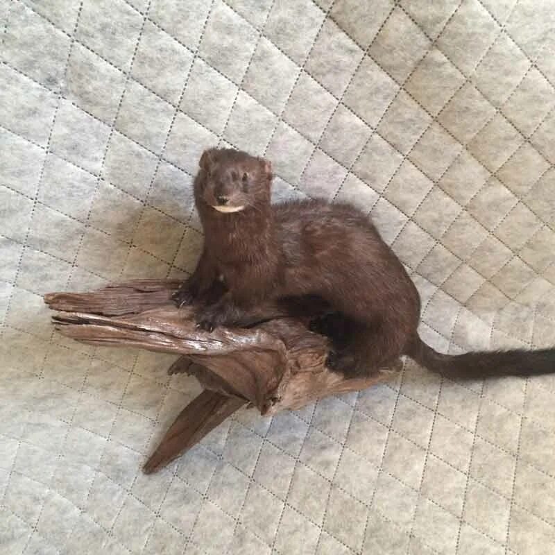 Интерес к людям аргументы. Чучело вороны. Штатив для таксидермии. Что такое равнодушие сочинение. Чучело куницы.