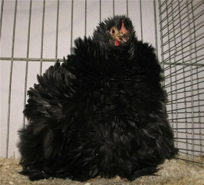 Черные цыплята какая порода. Кохинхин карликовый черный. Кохинхин карликовый курчавый. Куры породы кохинхин. Кохинхин карликовый кучерявый.