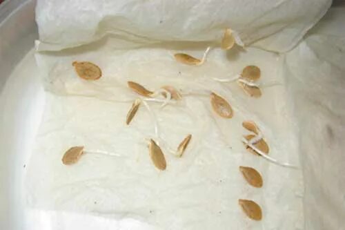 Влажные семена. Пророщенные семена огурца. прорастание семян в марле. огурцы семена проростки. семена проросшие огурцов в марле.