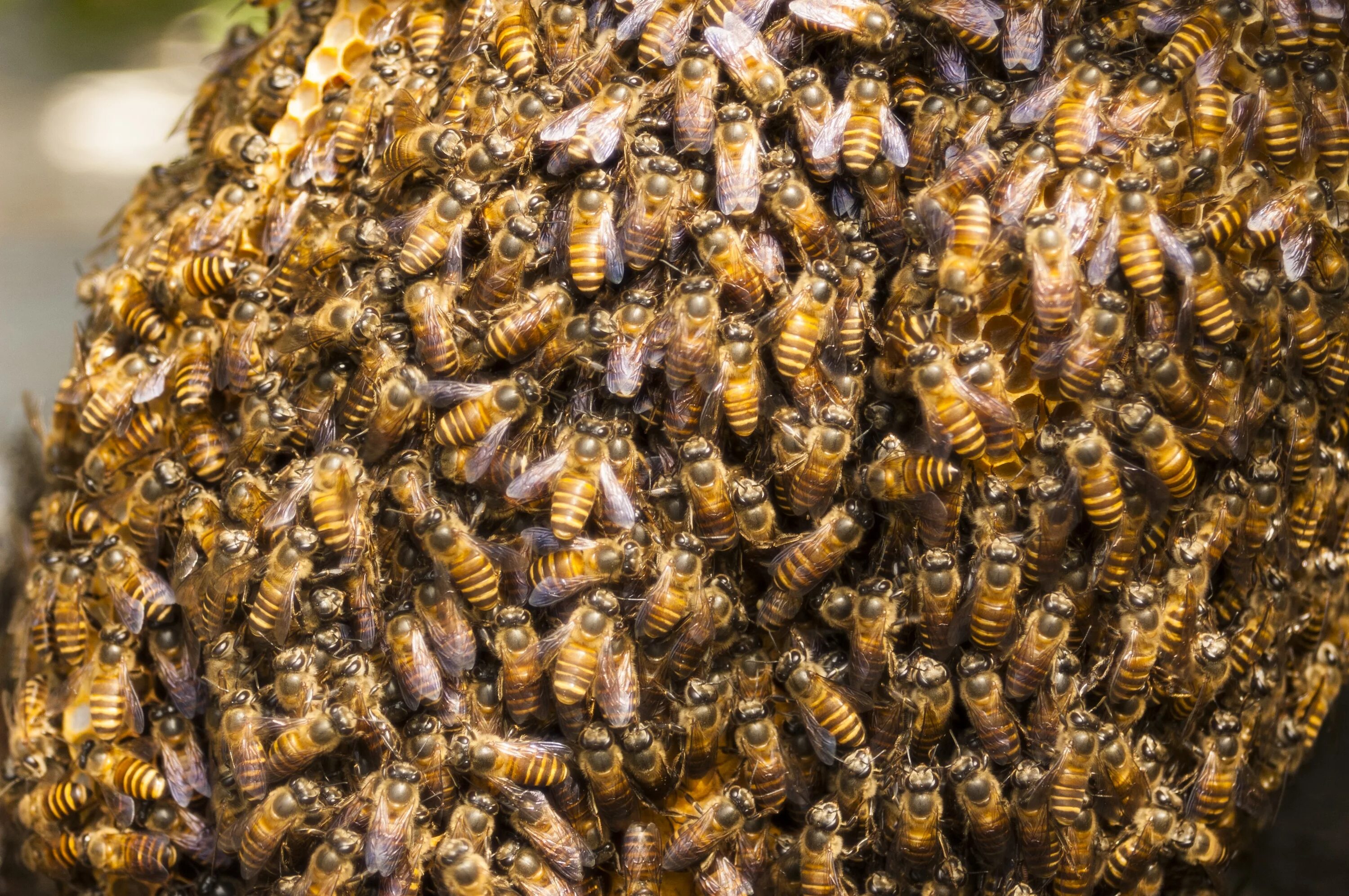 Bee swarm club