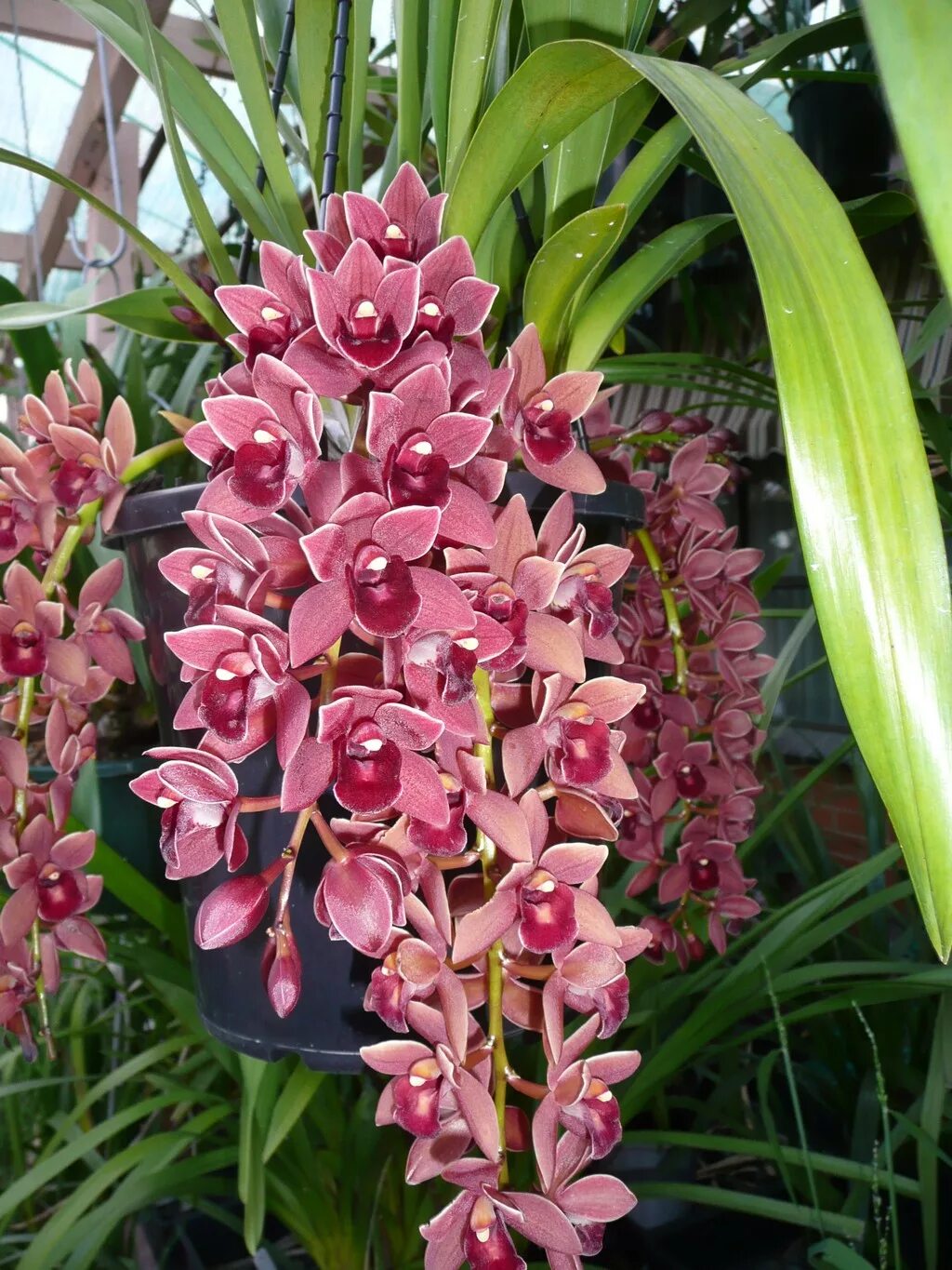 Какие сорта орхидеи. Орхидея Cymbidium. Цветок Цимбидиум. Цимбидиум Толедо. Королевский Цимбидиум.