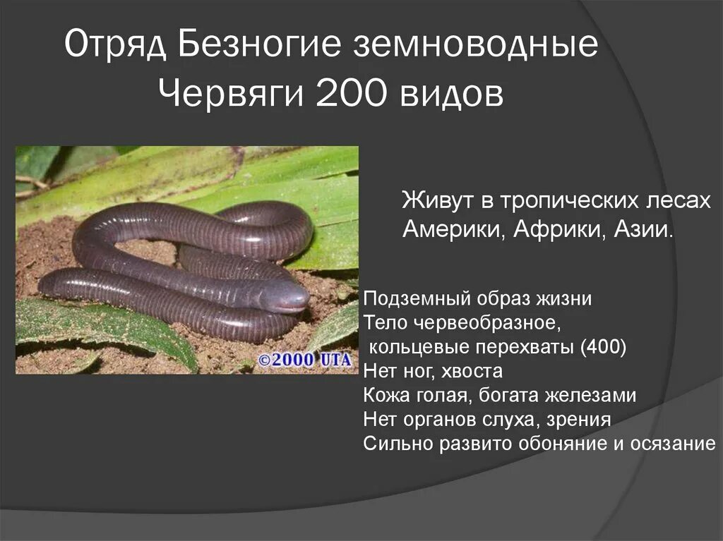 Безногие земноводные одним словом. Отряд безногих земноводных. отряды земноводных червяги. отряд безногие образ жизни. многообразие безногих амфибии.