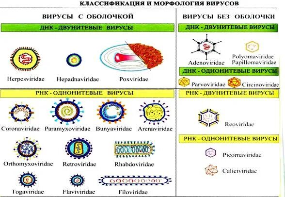 Чем отличается бактерия от вируса простыми словами. Классификация ДНК содержащих вирусов. Строение и классификация вирусов. ДНК содержащие вирусы строение. Классификация вирусов с оболочкой.