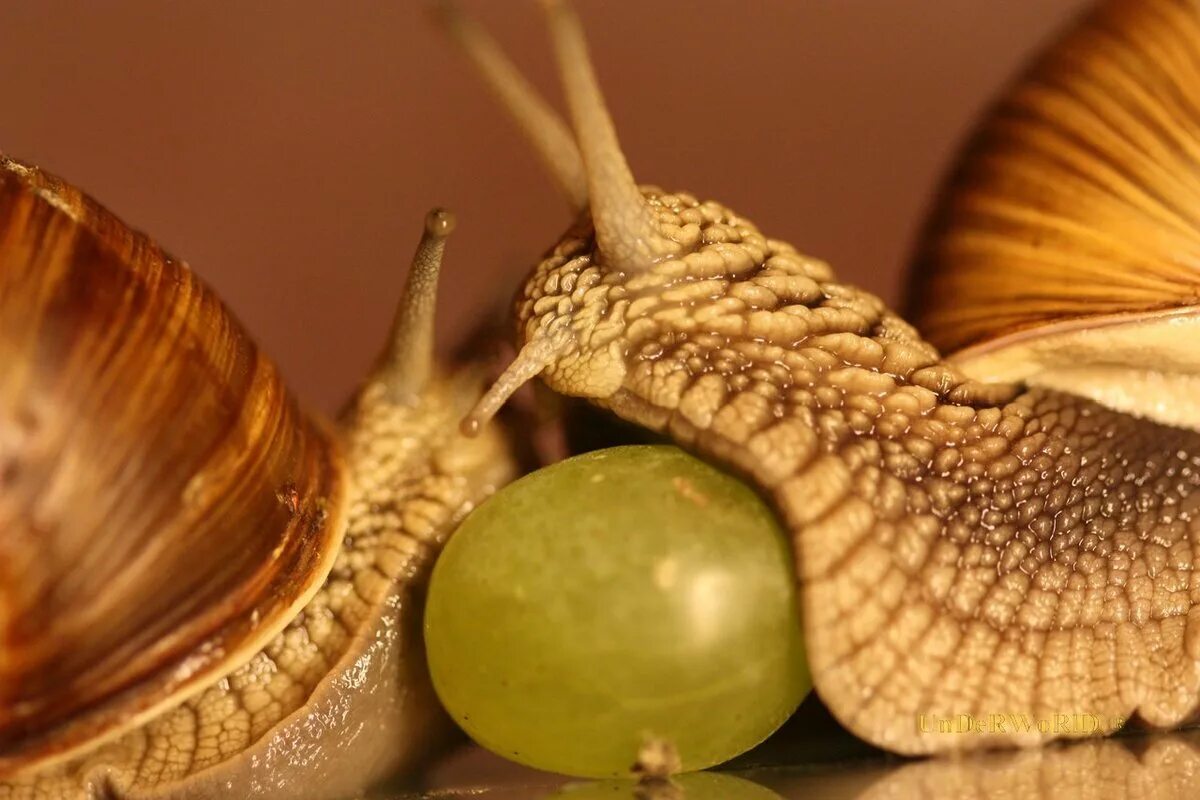 Улитка Helix pomatia. Виноградная улитка. Сухопутные моллюски Виноградная улитка. Необычные улитки.